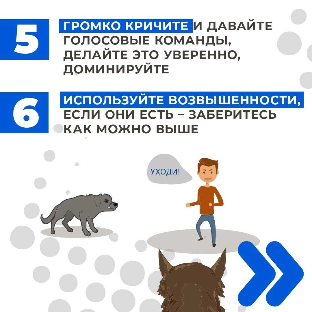 Во сне убегать от собаки - к чему это? самое полное толкование сновидений по соннику - tolksnov.ru