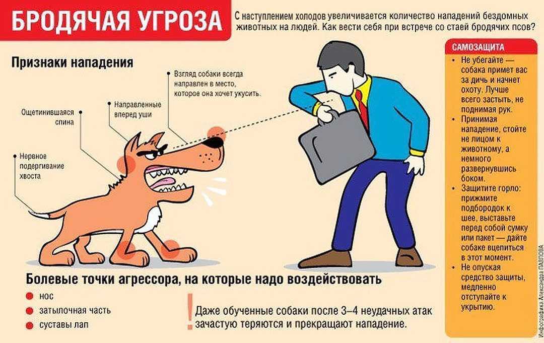 Что делать, если собака убегает? причины. как исправить - cesarsway.ru