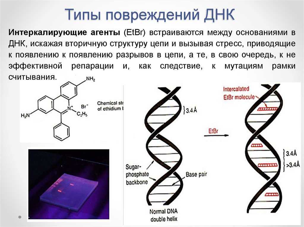 Изменение строения ДНК. Нарушение структуры ДНК. Поврежденная структура ДНК. Разрушение структуры ДНК.