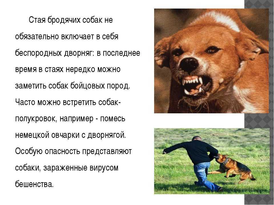 «стая собак разорвала котенка на глазах у девочки. я понял, что надо делать». история догхантера - новости - 66.ru