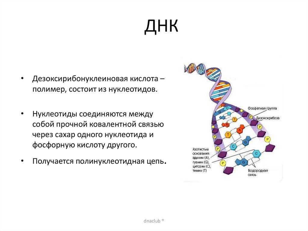 Структуру днк расшифровали. ДНК. ДНК сообщение. Нуклеотиды соединяются между собой. ДНК для презентации.