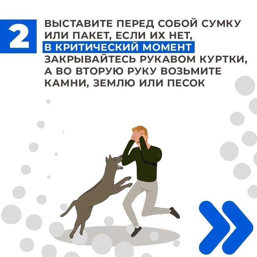 ᐉ как научить собаку не убегать со двора - ➡ motildazoo.ru